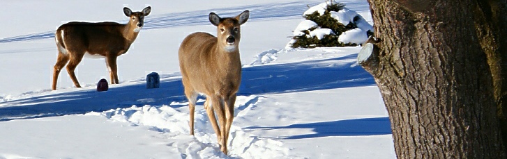 2 deer in winter